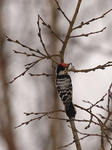 Pikkutikka, Lesser Spotted Woodpecker, Dendrocopos minor